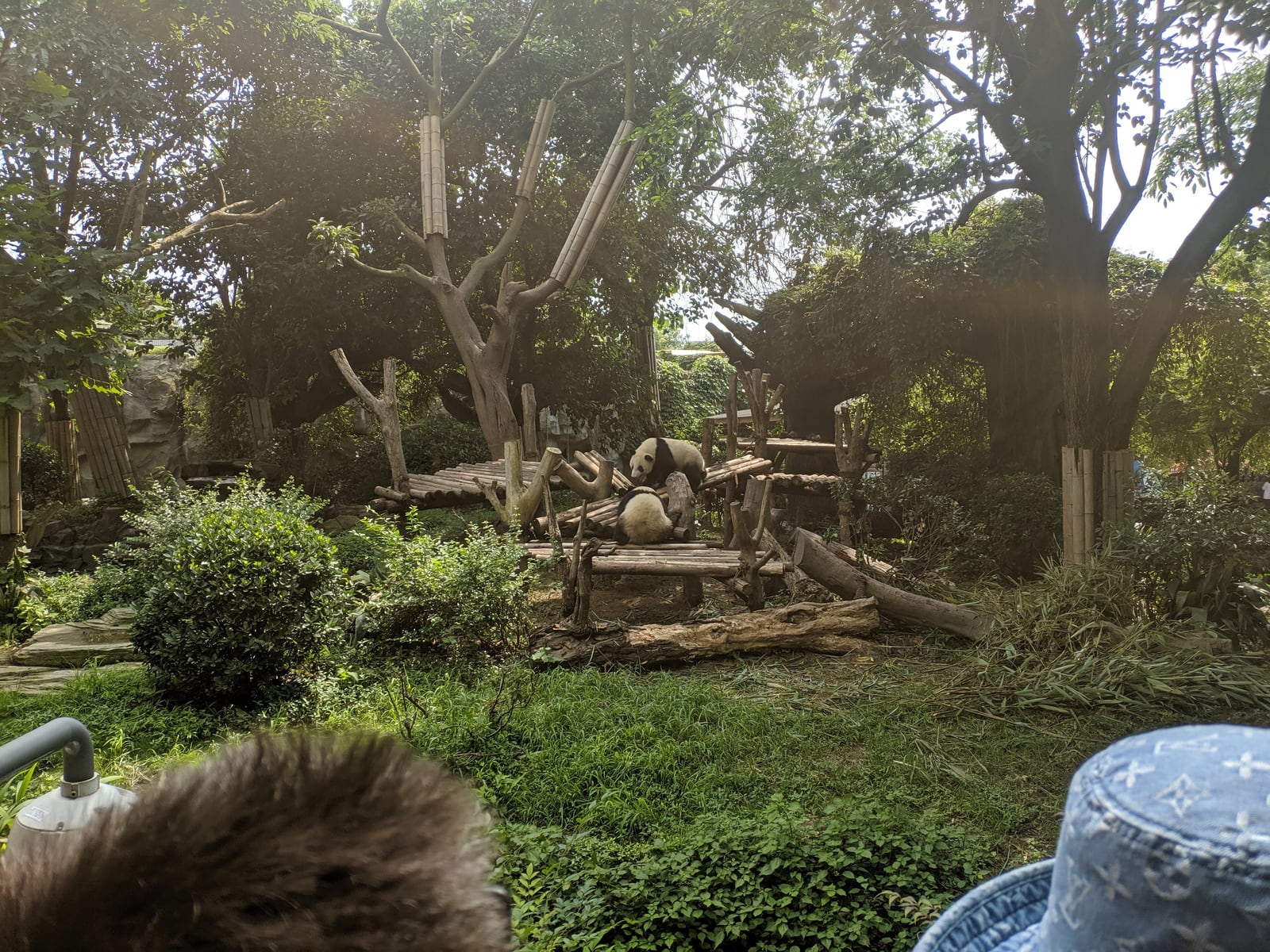 Chengdu Panda Base in Chengdu