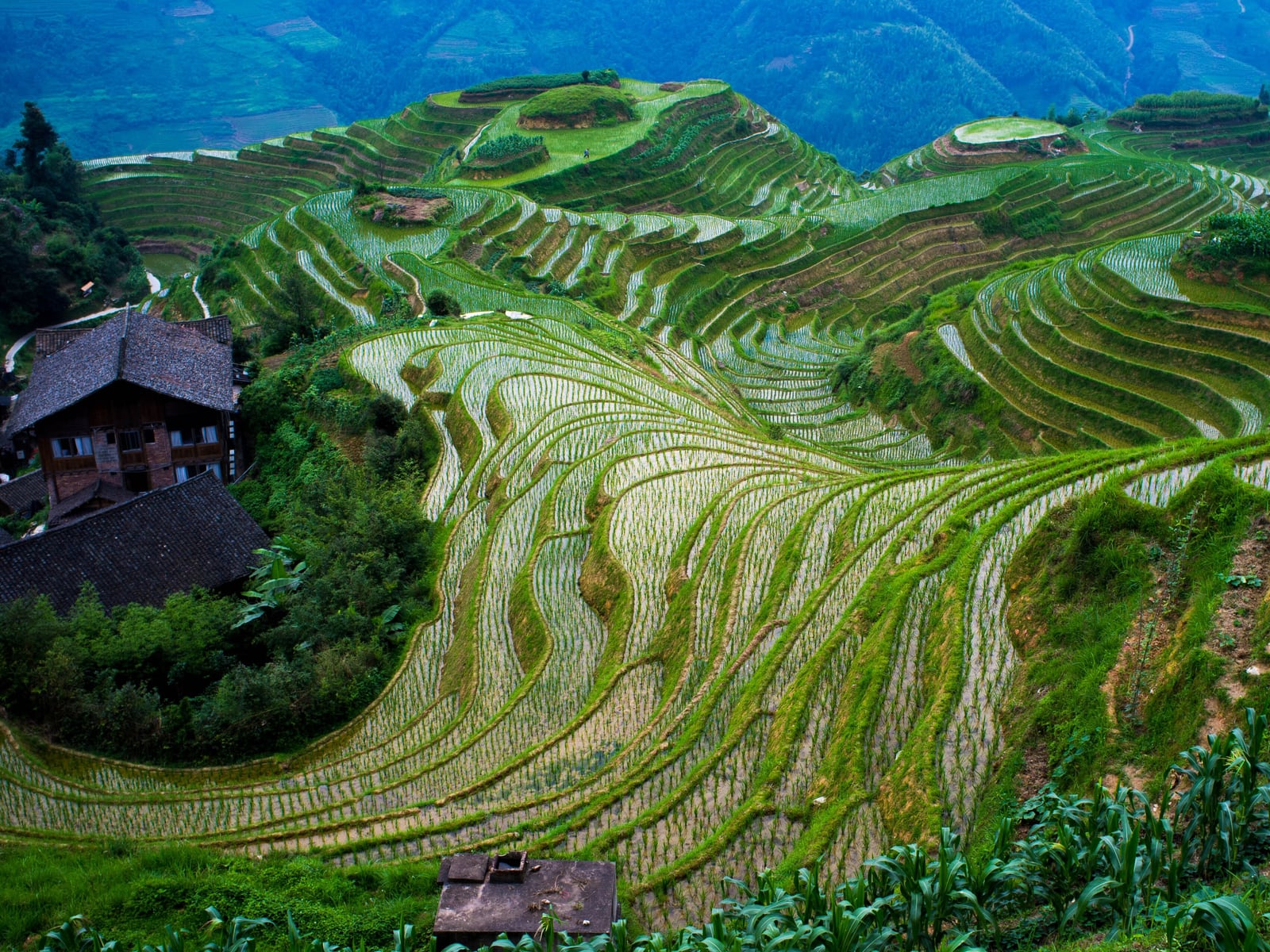 Longji Rice Terraces in Guilin