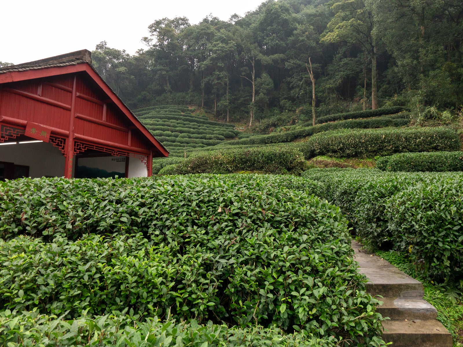 Longjing Tea Village in Hangzhou