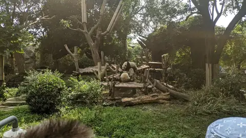 Chengdu Panda Base
