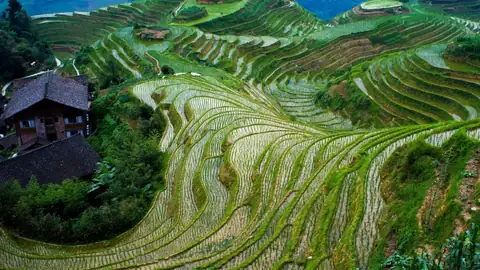 Longji Rice Terraces