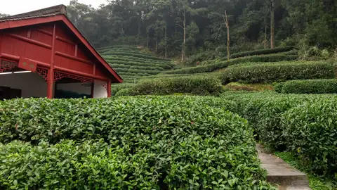 Longjing Tea Village
